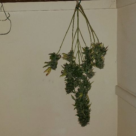 King Tut #3 Fem growlog timeline photo