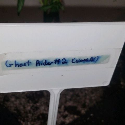 Ghost Rider #2 (Clone#1) growlog timeline photo