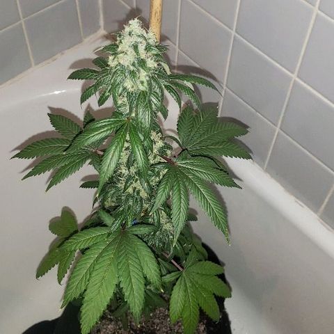 Ghost Rider #2 (Clone#1) growlog timeline photo