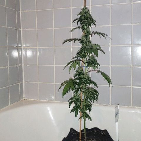 Ghost Rider #2 (Clone#1) growlog timeline photo