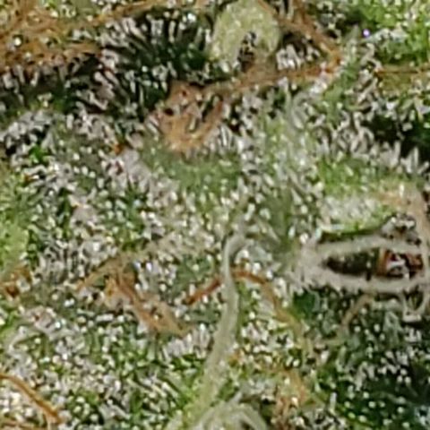 Ghost Rider #2 (Clone#1) growlog timeline photo