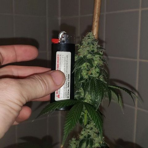 Ghost Rider #2 (Clone#1) growlog timeline photo