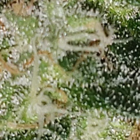 Ghost Rider #2 (Clone#1) growlog timeline photo