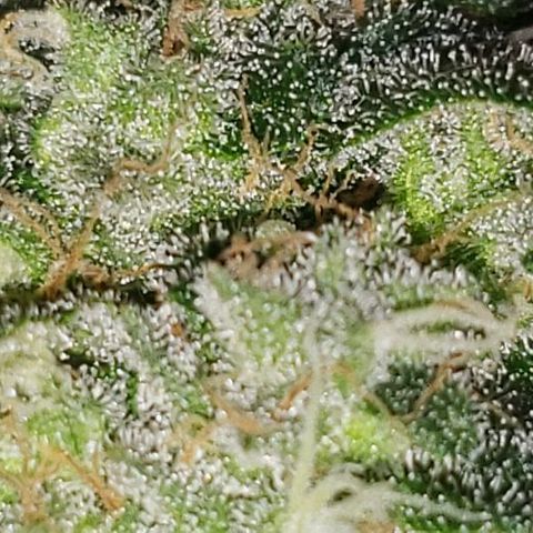 Ghost Rider #2 (Clone#1) growlog timeline photo