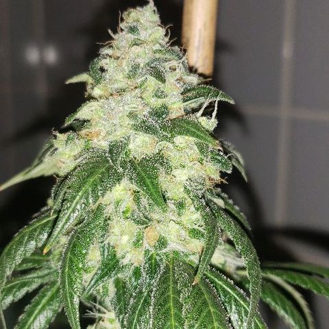 Ghost Rider #2 (Clone#1) growlog timeline photo
