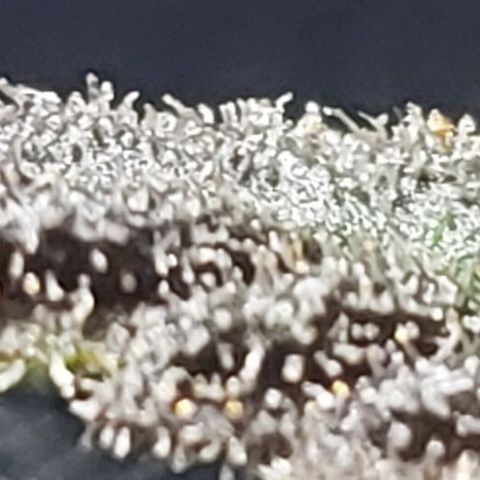 Smurf Punch F1 #3 (Female)  growlog timeline photo
