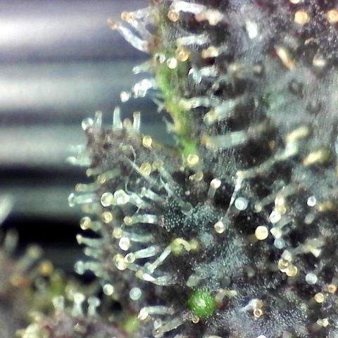 Smurf Punch F1 #3 (Female)  growlog timeline photo