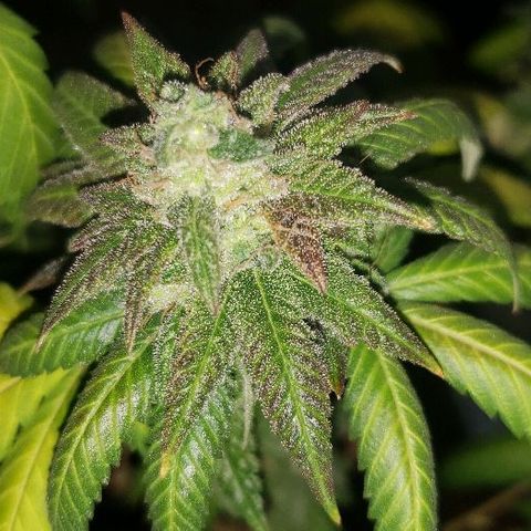 Smurf Punch F1 #3 (Female)  growlog timeline photo