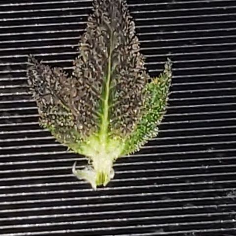 Smurf Punch F1 #3 (Female)  growlog timeline photo