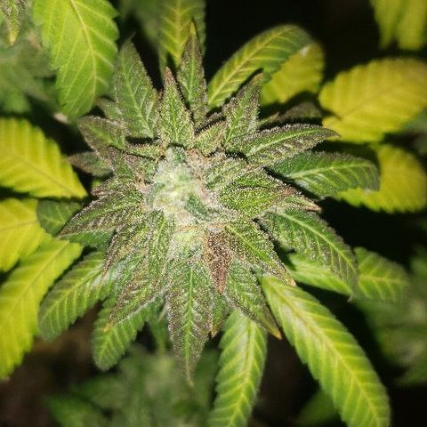 Smurf Punch F1 #3 (Female)  growlog timeline photo