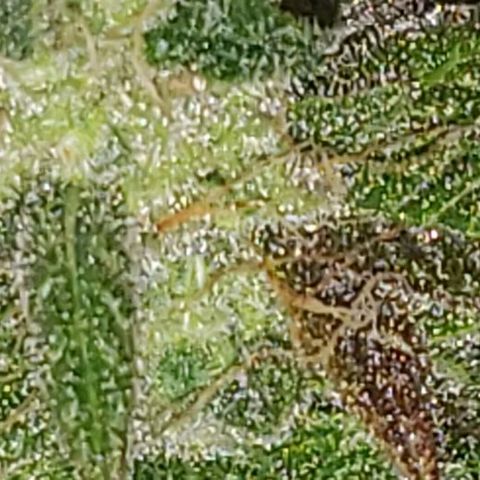 Smurf Punch F1 #3 (Female)  growlog timeline photo