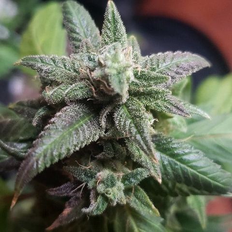 Smurf Punch F1 #3 (Female)  growlog timeline photo