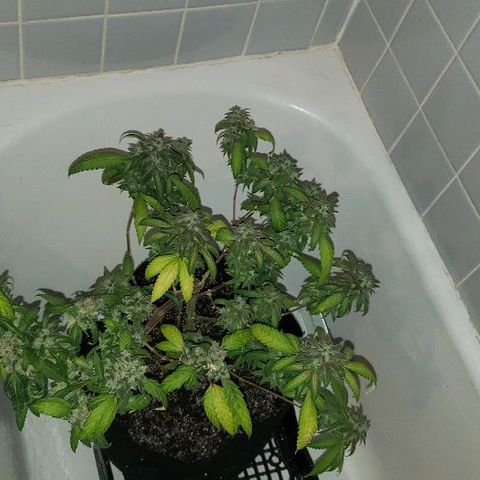 Smurf Punch F1 #3 (Female)  growlog timeline photo