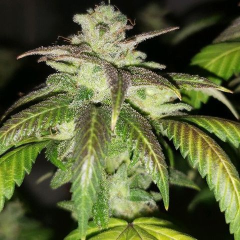 Smurf Punch F1 #3 (Female)  growlog timeline photo