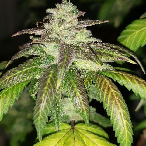 Smurf Punch F1 #3 (Female)  growlog timeline photo