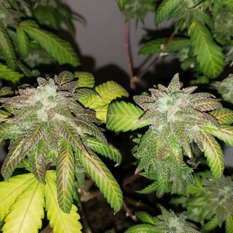 Smurf Punch F1 #3 (Female)  growlog timeline photo