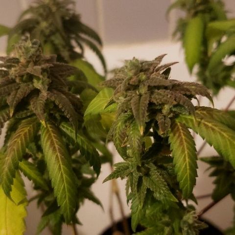 Smurf Punch F1 #3 (Female)  growlog timeline photo