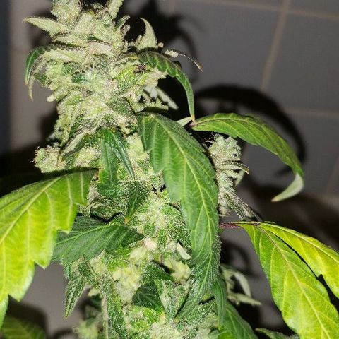 Smurf Punch F1 #3 (Female)  growlog timeline photo