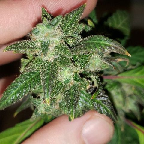 Smurf Punch F1 #3 (Female)  growlog timeline photo