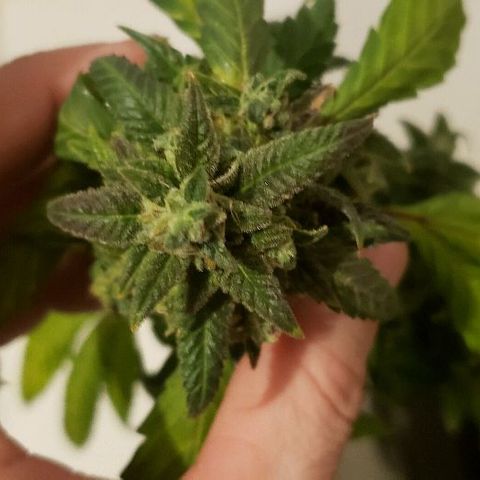 Smurf Punch F1 #3 (Female)  growlog timeline photo