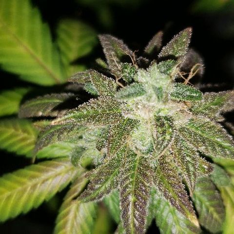 Smurf Punch F1 #3 (Female)  growlog timeline photo