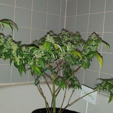 Smurf Punch F1 #3 (Female)  growlog timeline photo