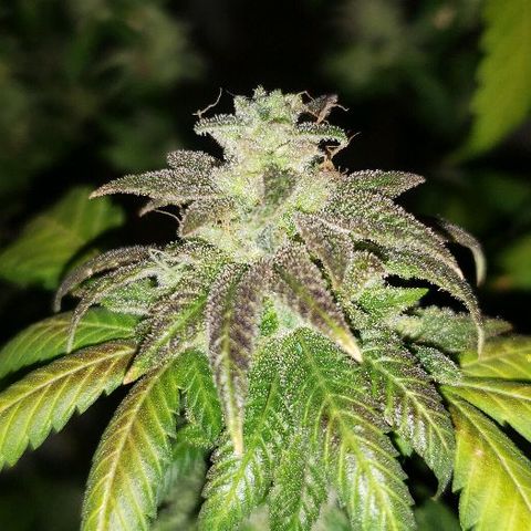 Smurf Punch F1 #3 (Female)  growlog timeline photo