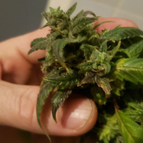 Smurf Punch F1 #3 (Female)  growlog timeline photo