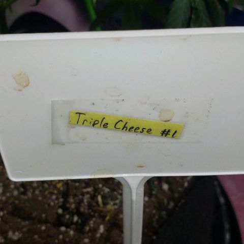 Triple Cheese #1(Fem) growlog timeline photo