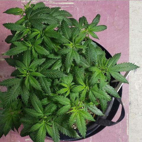 Triple Cheese #1(Fem) growlog timeline photo