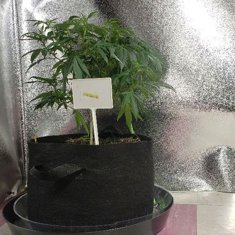 Triple Cheese #1(Fem) growlog timeline photo