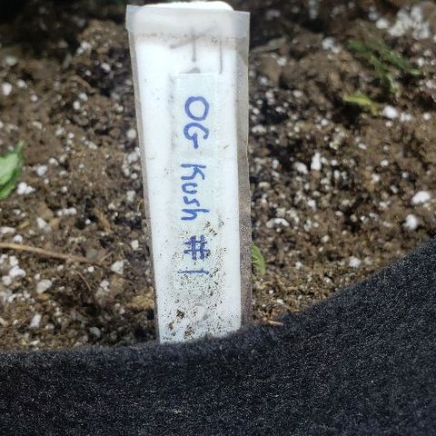 OG Kush #1 (Fem) growlog timeline photo
