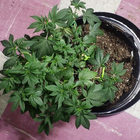 OG Kush #1 (Fem) growlog timeline photo