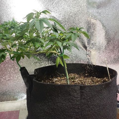 OG Kush #1 (Fem) growlog timeline photo