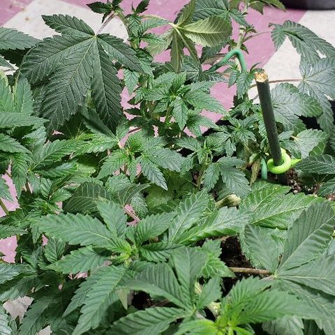 OG Kush #1 (Fem) growlog timeline photo