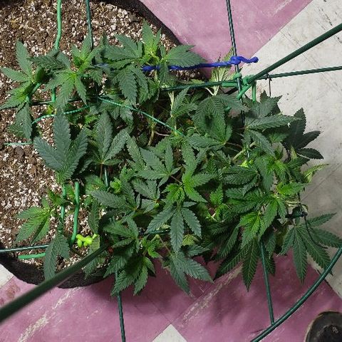 King Tut #5 (Fem)(momma) growlog timeline photo