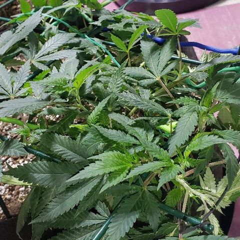 King Tut #5 (Fem)(momma) growlog timeline photo