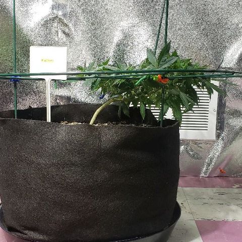 King Tut #5 (Fem)(momma) growlog timeline photo