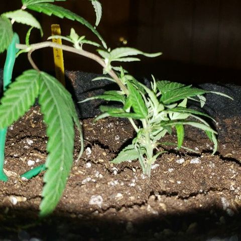 Smurf Punch #3 (Female)(Clone #3) growlog timeline photo