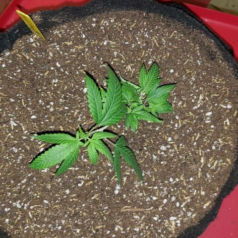 Smurf Punch #3 (Female)(Clone #3) growlog timeline photo