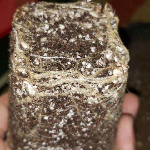 Smurf Punch #3 (Female)(Clone #3) growlog timeline photo