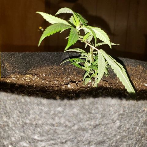 Smurf Punch #3 (Female)(Clone #3) growlog timeline photo