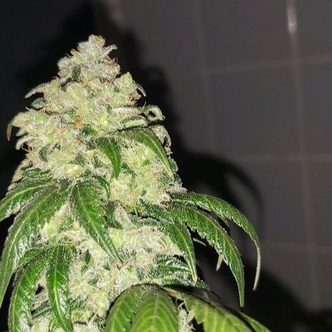 Ghost Rider #2 (Clone#1) growlog timeline photo