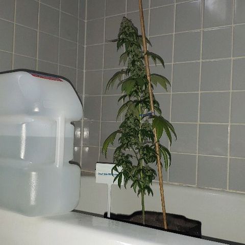 Ghost Rider #2 (Clone#1) growlog timeline photo