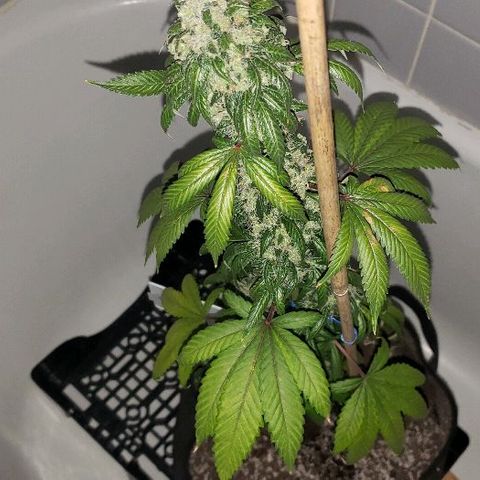 Ghost Rider #2 (Clone#1) growlog timeline photo