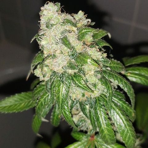 Ghost Rider #2 (Clone#1) growlog timeline photo