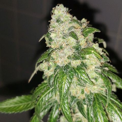 Ghost Rider #2 (Clone#1) growlog timeline photo