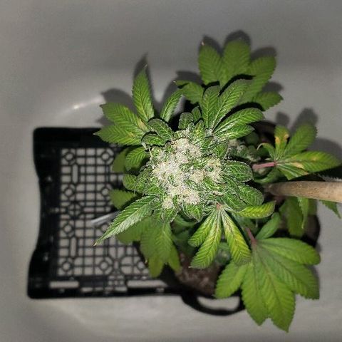 Ghost Rider #2 (Clone#1) growlog timeline photo