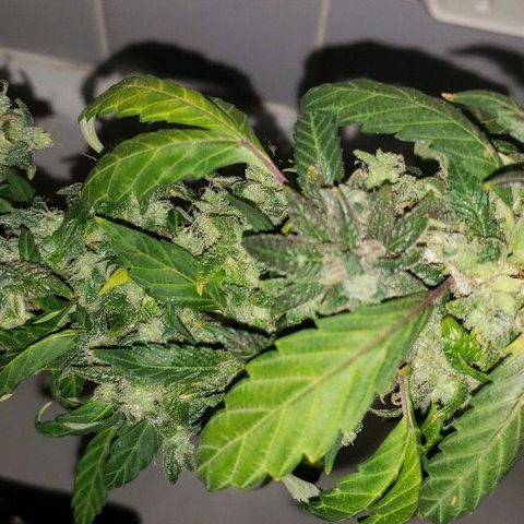 Smurf Punch F1 #3 (Female)  growlog timeline photo