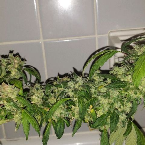 Smurf Punch F1 #3 (Female)  growlog timeline photo